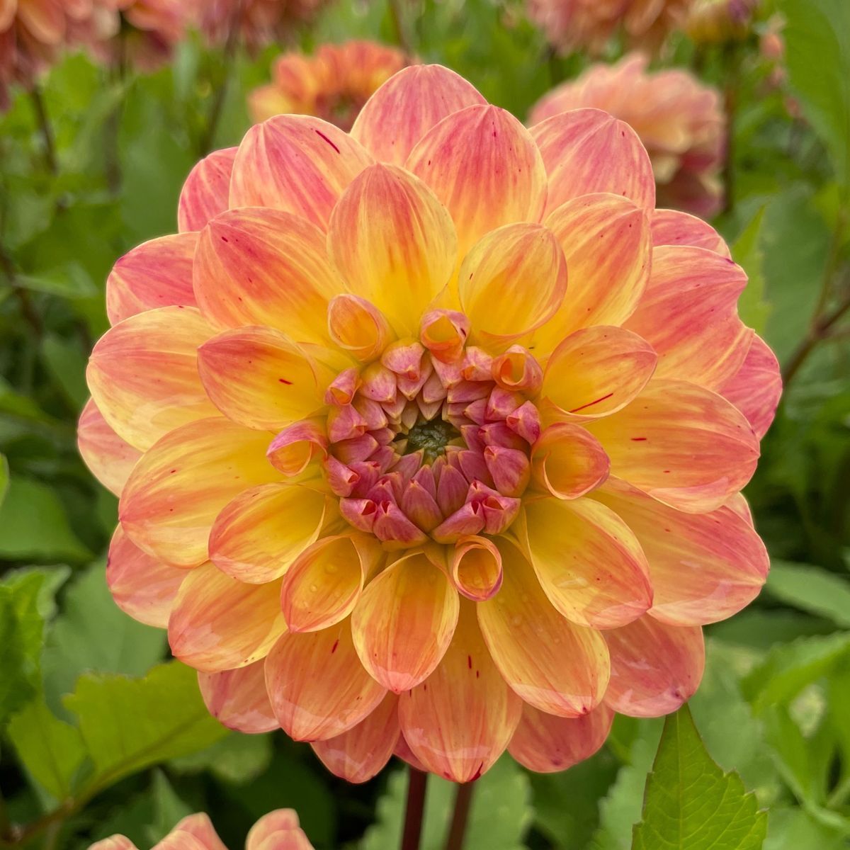 Dahlia- The Mexican (Tuber)